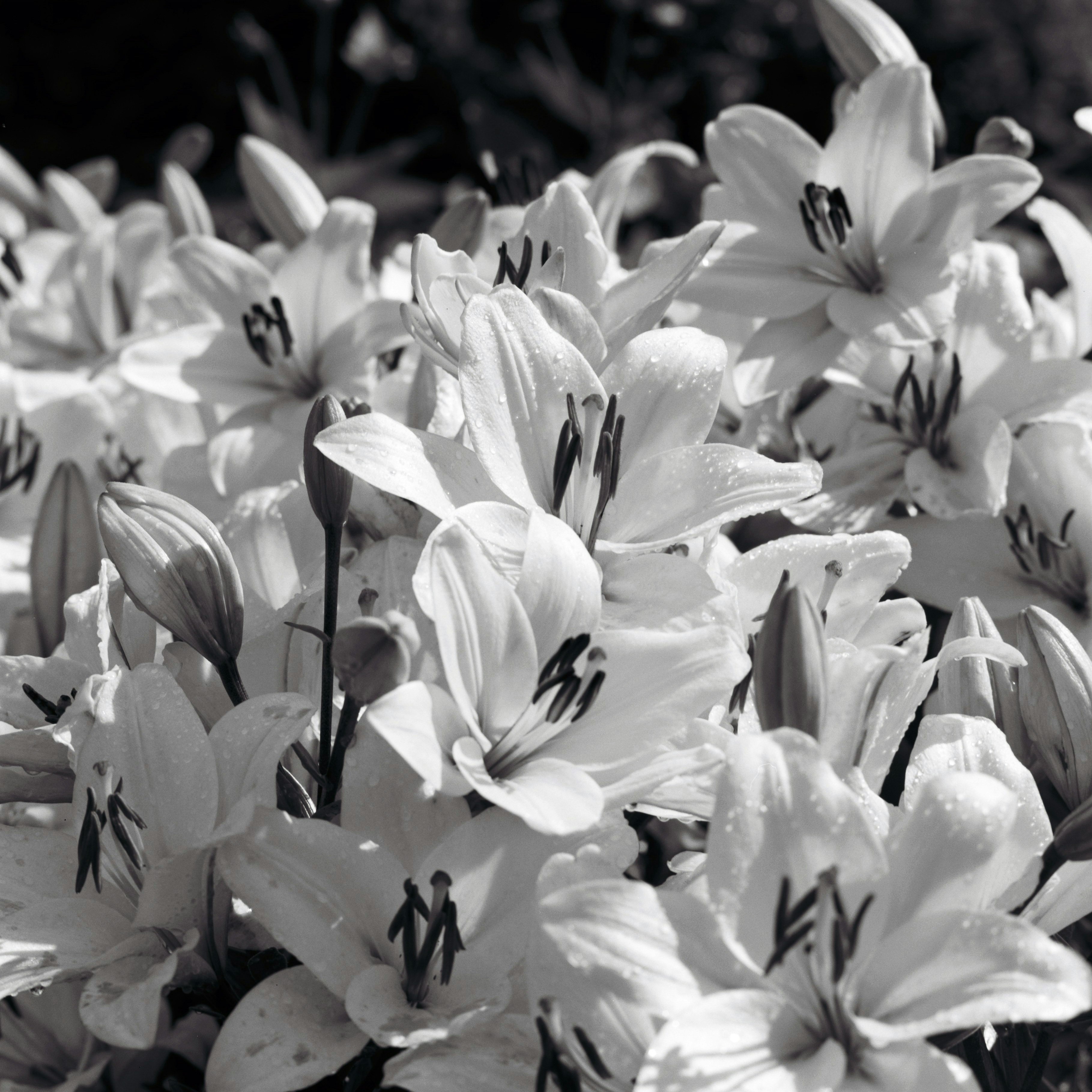 white flowers in tilt shift lens